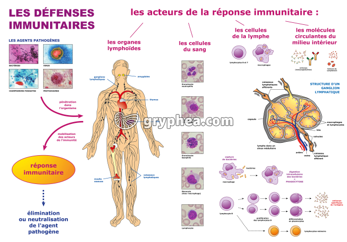 Immunologie - Les défenses immunitaires - gryphea.org